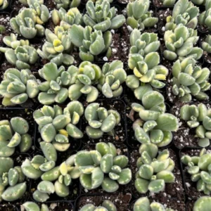 Variegated Bear's Paw Succulent- Cotyledon Tomentosa - Potted Plant 4 inch - Cute Indoor Plant