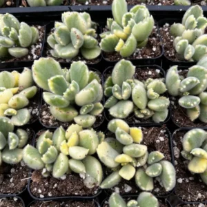 Variegated Bear's Paw Succulent- Cotyledon Tomentosa - Potted Plant 4 inch - Cute Indoor Plant
