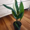 Variegated Cast Iron Plant Aspidistra Elatior Live Plant - 1-2 Feet Tall - 6 Inch Pot
