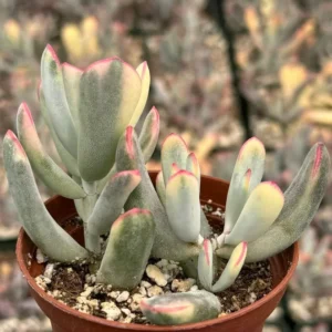 Variegated Cotyledon Orbiculata Long Leaf Succulent - Rare Plant 3 inch Pot