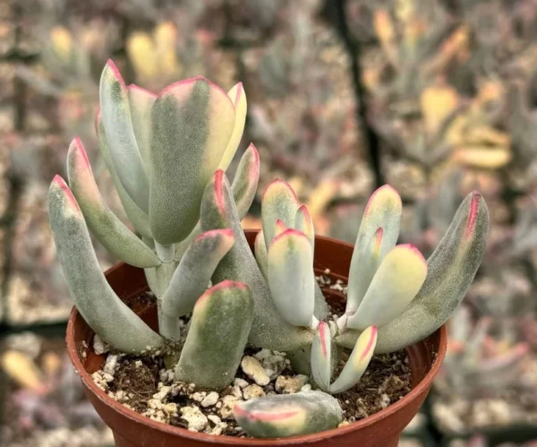 Variegated Cotyledon Orbiculata Long Leaf Succulent - Rare Plant 3 inch Pot