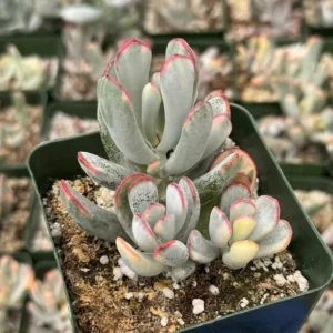 Variegated Cotyledon Orbiculata Long Leaf Succulent - Rare Plant 3 inch Pot