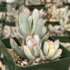 Variegated Cotyledon Orbiculata Long Leaf Succulent - Rare Plant 3 inch Pot