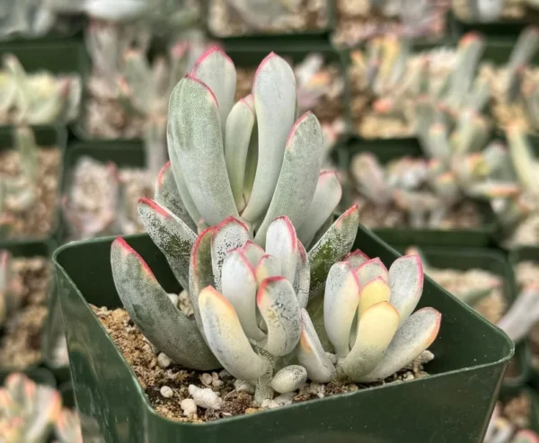 Variegated Cotyledon Orbiculata Long Leaf Succulent - Rare Plant 3 inch Pot