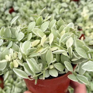 Variegated Dischidia Cascade Trailing Plant Live Plant 3 inch Pot