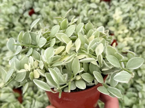 Variegated Dischidia Cascade Trailing Plant Live Plant 3 inch Pot