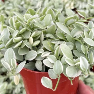 Variegated Dischidia Cascade Trailing Plant Live Plant 3 inch Pot