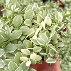 Variegated Dischidia Cascade Trailing Plant Live Plant 3 inch Pot
