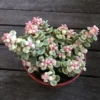 Variegated Elephant Bush Succulent Plant - 2.5 inch Potted