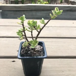 Variegated Elephant Bush Succulent Plant - 2.5 inch Potted