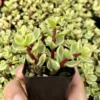 Variegated Elephant Bush Tree - Live Succulent Plant - 2 Inch Pot