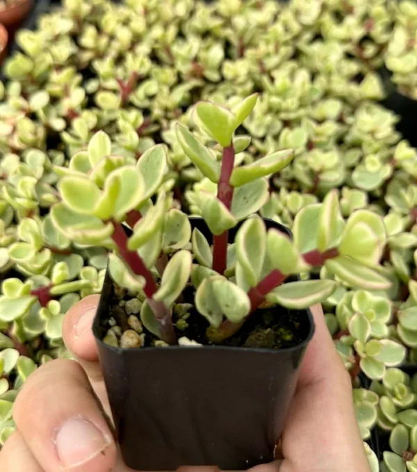 Variegated Elephant Bush Tree - Live Succulent Plant - 2 Inch Pot