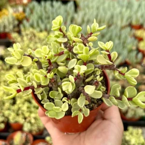 Variegated Elephant Bush Tree - Live Succulent Plant - 2 Inch Pot