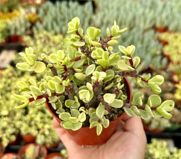 Variegated Elephant Bush Tree - Live Succulent Plant - 2 Inch Pot