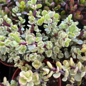 Variegated Elephant Bush Tree - Live Succulent Plant - 2 Inch Pot