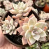 Variegated Ghost Plant - Mother of Pearl Succulent - 4 Inch Pot - Graptopetalum Paraguayense
