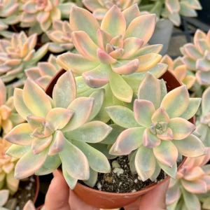 Variegated Ghost Plant - Mother of Pearl Succulent - 4 Inch Pot - Graptopetalum Paraguayense