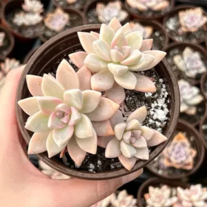 Variegated Ghost Plant - Mother of Pearl Succulent - 4 Inch Pot - Graptopetalum Paraguayense