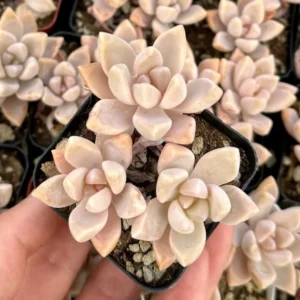Variegated Ghost Plant - Mother of Pearl Succulent - 4 Inch Pot - Graptopetalum Paraguayense