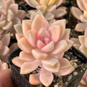Variegated Ghost Plant - Mother of Pearl Succulent - 4 Inch Pot - Graptopetalum Paraguayense