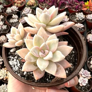 Variegated Ghost Plant - Mother of Pearl Succulent - 4 Inch Pot - Graptopetalum Paraguayense