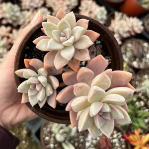 Variegated Ghost Plant - Mother of Pearl Succulent - 4 Inch Pot - Graptopetalum Paraguayense