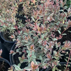 Variegated Guava Plant Ugni Molinae 'Flambeau' in 6 Inch Pot