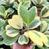 Variegated Hoya Kerrii Sweetheart Plant Live Plant 4" Pot