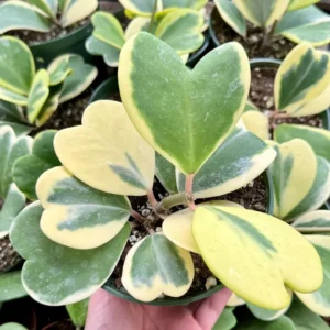 Variegated Hoya Kerrii Sweetheart Plant Live Plant 4