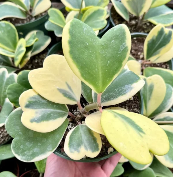 Variegated Hoya Kerrii Sweetheart Plant Live Plant 4" Pot