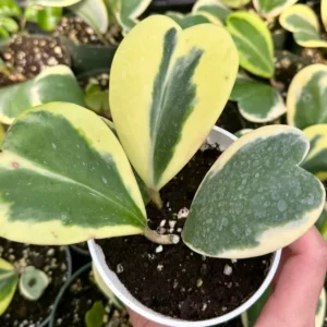 Variegated Hoya Kerrii Sweetheart Plant Live Plant 4" Pot