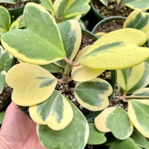 Variegated Hoya Kerrii Sweetheart Plant Live Plant 4