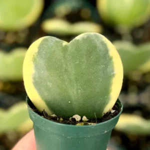 Variegated Hoya Kerrii Sweetheart Plant Live Plant 4