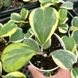 Variegated Hoya Kerrii Sweetheart Plant Live Plant 4