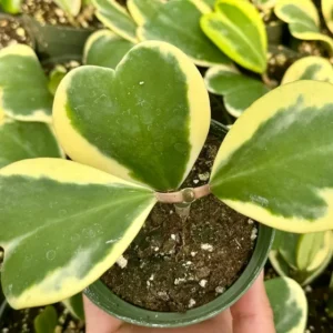 Variegated Hoya Kerrii Sweetheart Plant Live Plant 4
