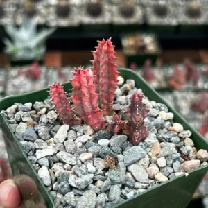 Variegated Huernia Zebrina Live Plant - 3" Pink Succulent