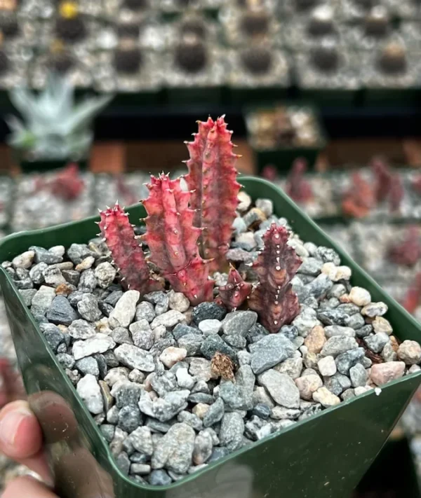 Variegated Huernia Zebrina Live Plant - 3" Pink Succulent