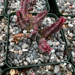 Variegated Huernia Zebrina Live Plant - 3" Pink Succulent