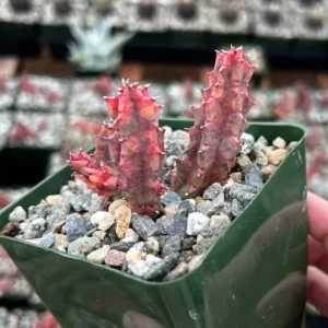 Variegated Huernia Zebrina Live Plant - 3