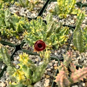 Variegated Huernia Zebrina Live Plant - 3