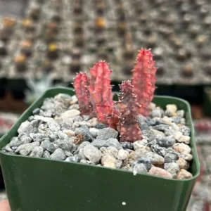 Variegated Huernia Zebrina Live Plant - 3