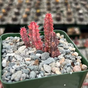 Variegated Huernia Zebrina Live Plant - 3