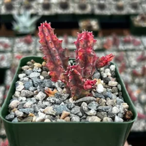 Variegated Huernia Zebrina Live Plant - 3