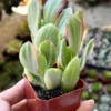 Variegated Jade Plant - Tri Color Jade Crassula Ovata - 2'' Pot Live Succulent