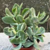 Variegated Jade Plant - Tri Color Jade Crassula Ovata - 2'' Pot Live Succulent