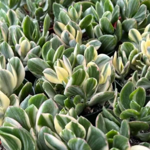 Variegated Jade Plant - Tri Color Jade Crassula Ovata - 2'' Pot Live Succulent
