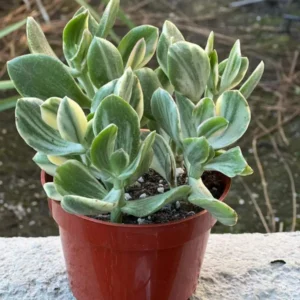 Variegated Jade Plant - Tri Color Jade Crassula Ovata - 2'' Pot Live Succulent