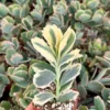 Variegated Lavender Scallop Kalanchoe - Live Succulent Plant in 2 inch Pot