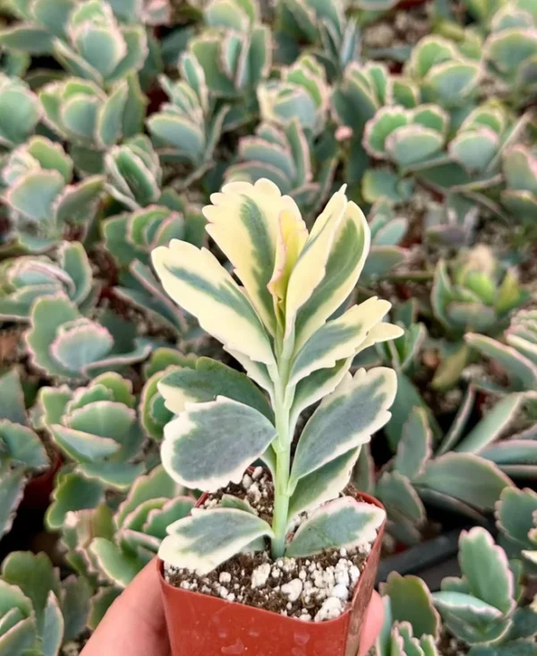 Variegated Lavender Scallop Kalanchoe - Live Succulent Plant in 2 inch Pot