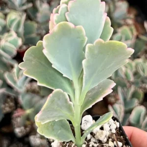 Variegated Lavender Scallop Kalanchoe - Live Succulent Plant in 2 inch Pot